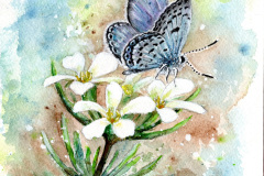 Mt-Charleston-blue-Butterfly